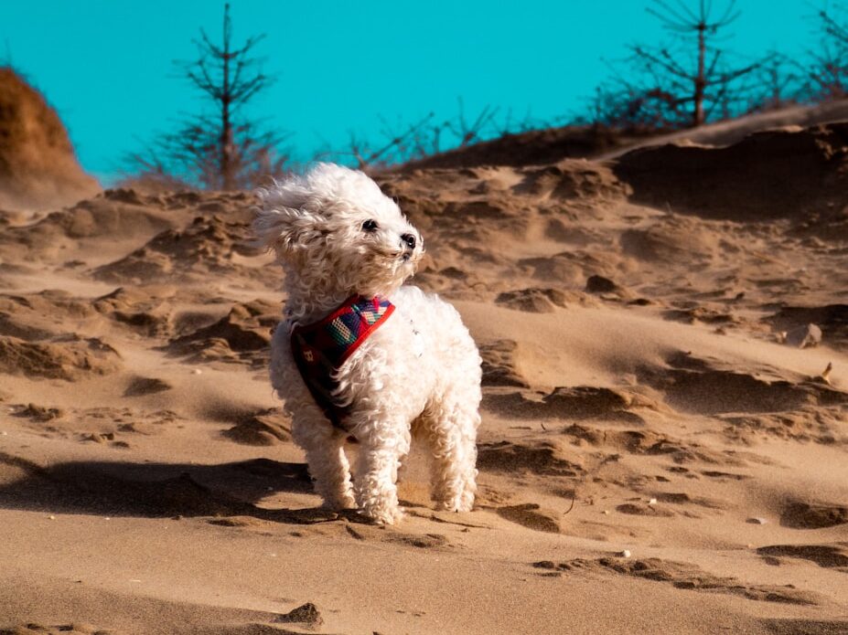 white poodle on brown sand during daytime