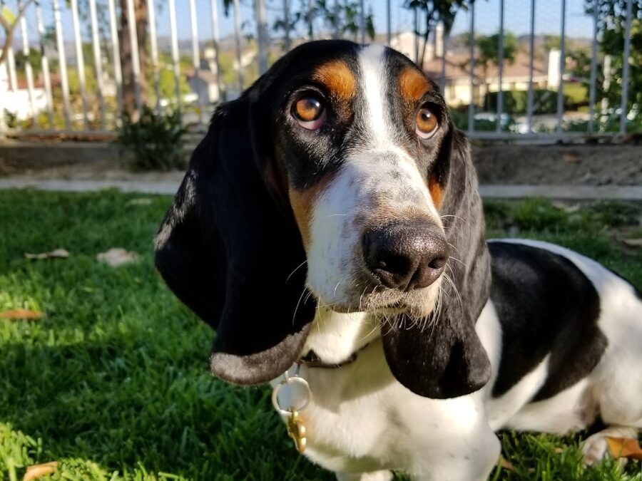 tricolor beagle on green grass during daytime