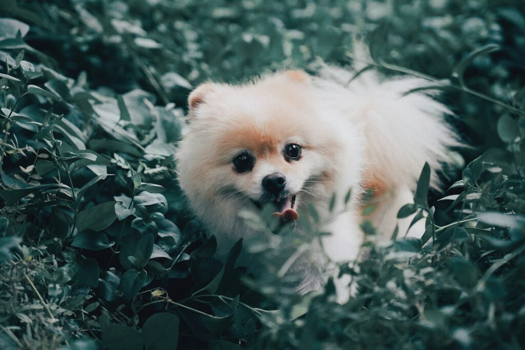 long-coated white dog