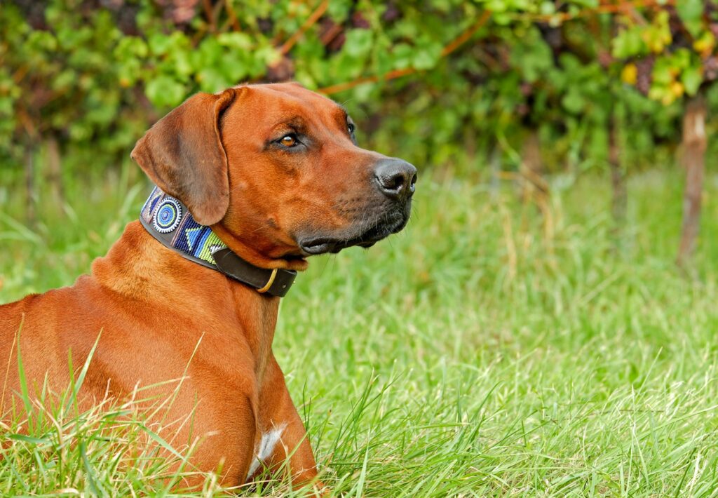 brown short coated dog on green grass field during daytime