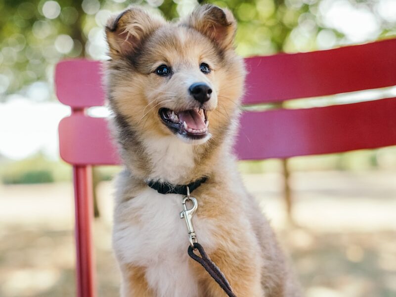 medium-coated tan and white puppy sitting on red metal bench at daytime