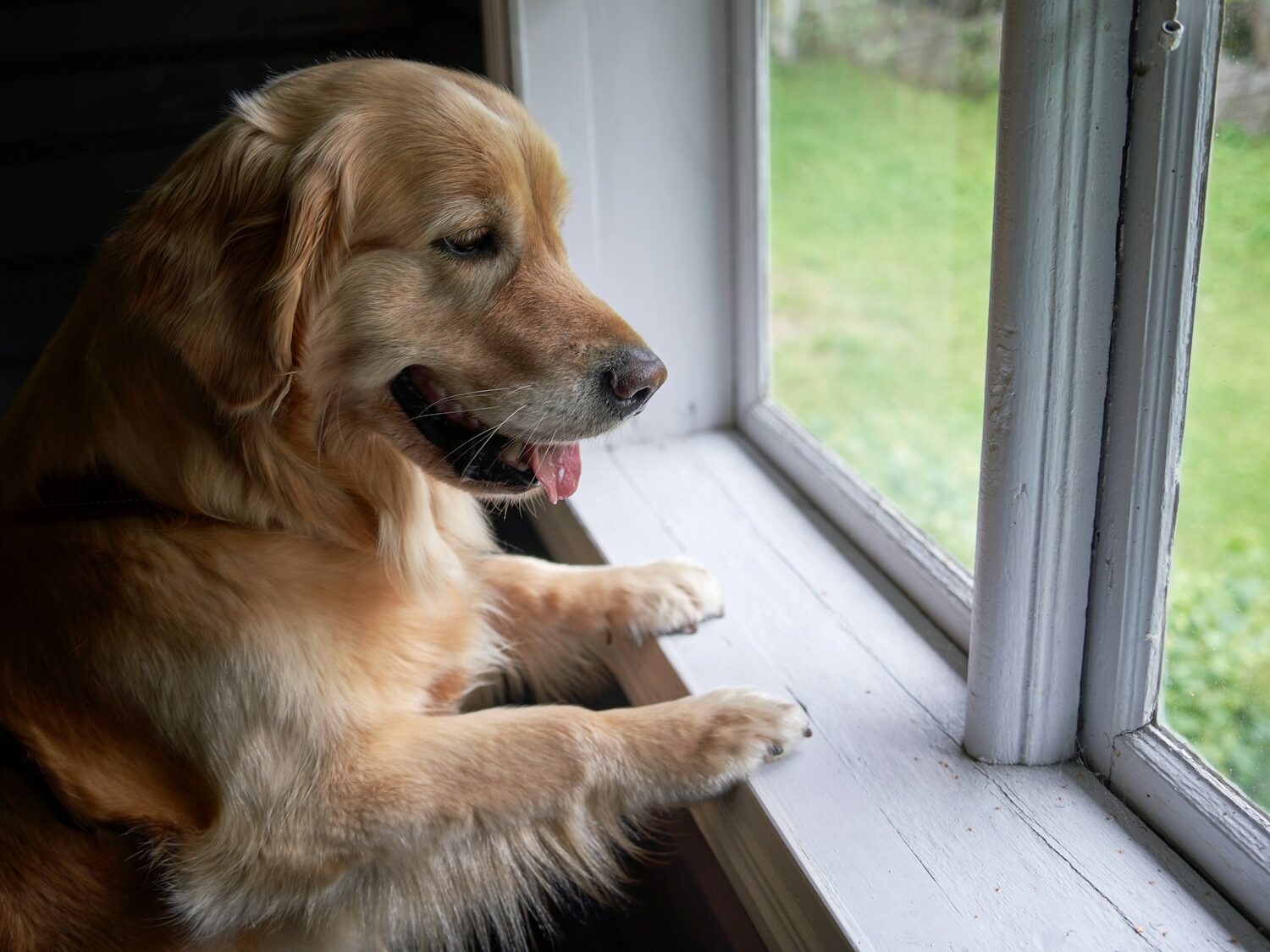 A dog sitting on a window sill looking out the window