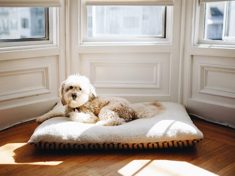 dog lying on pet bed near window with sun passing through