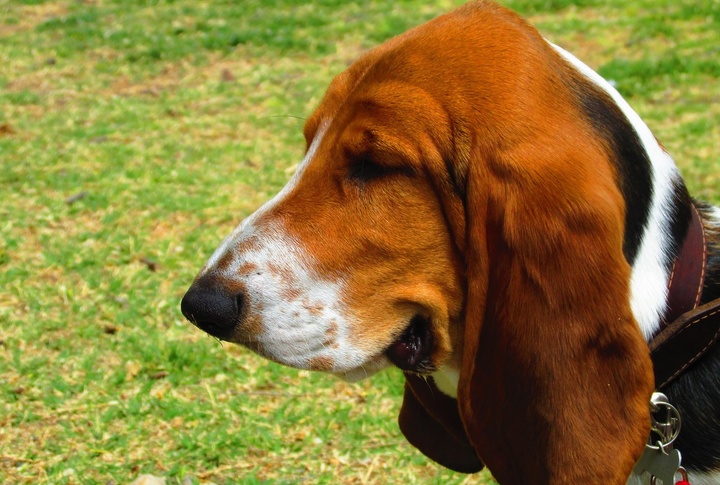 They Require Extra Ear Care