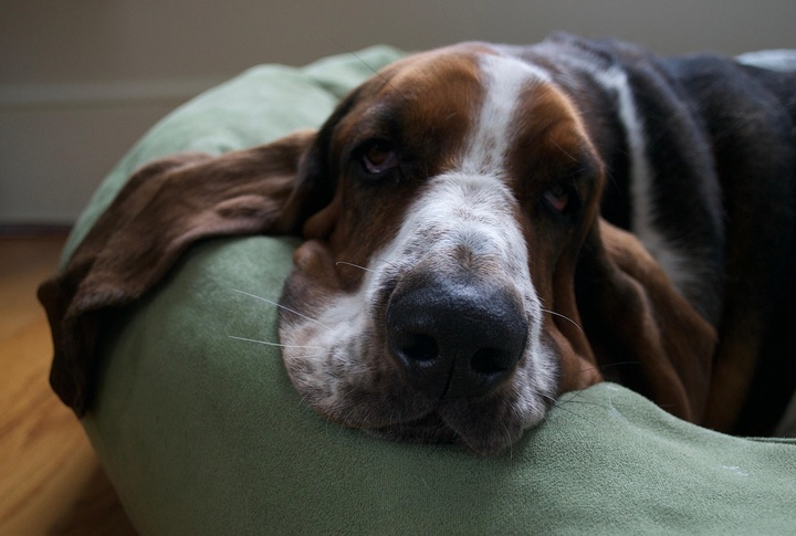 Basset Hounds Are Known To Be Deep Sleepers