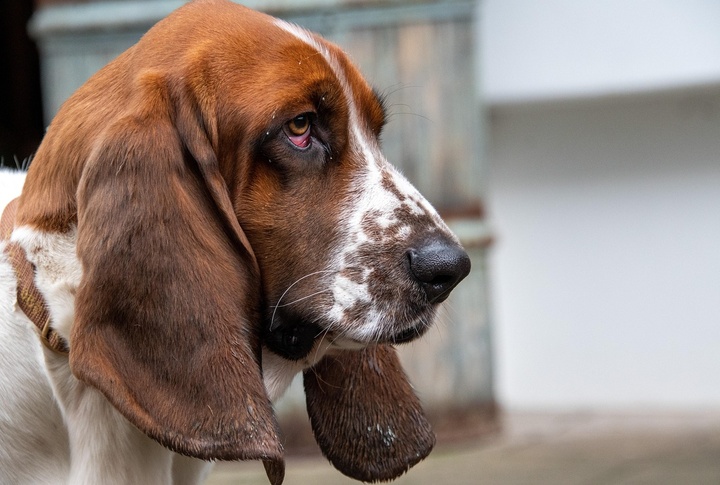 Floppy Ears Can Funnel Scents