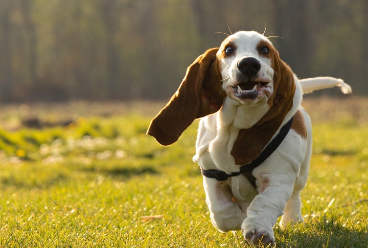 Health Considerations For Basset Owners