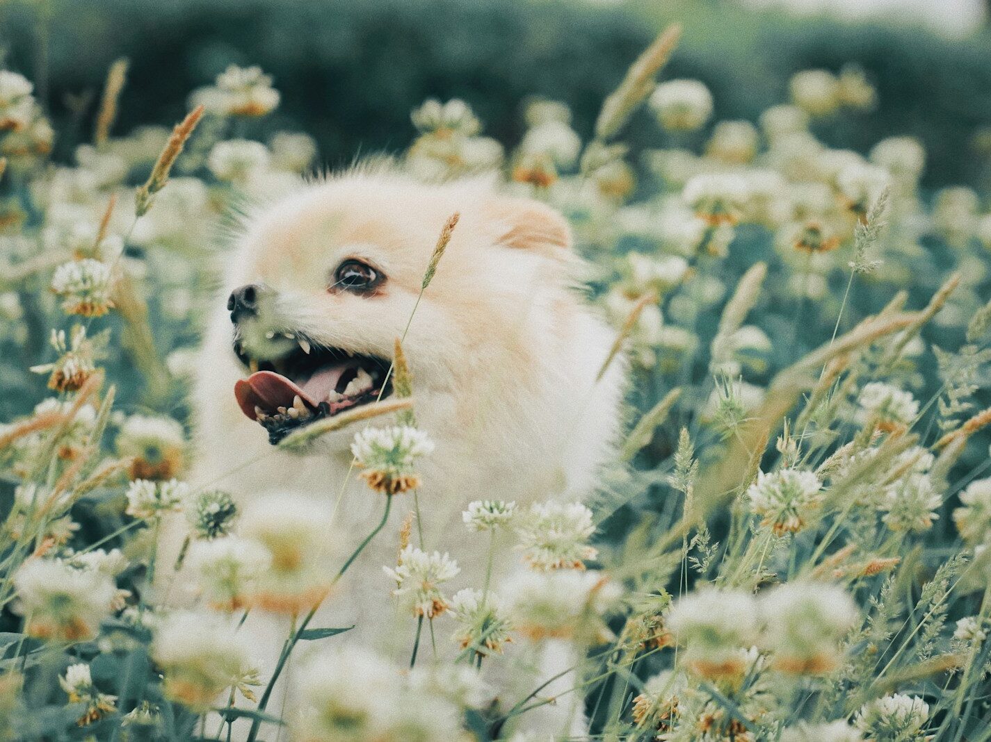 white puppy on white flower field