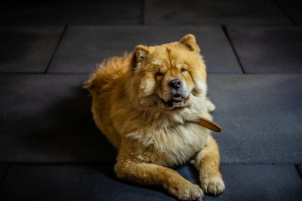 brown and white long coated dog