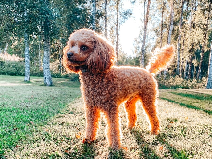 brown poodle on green grass field during daytime