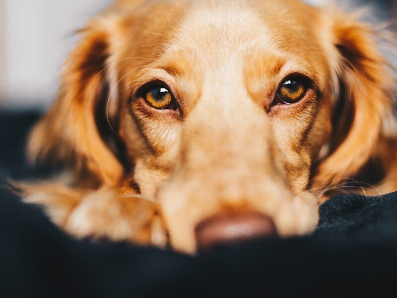 selective focus photography of dog lying on ground