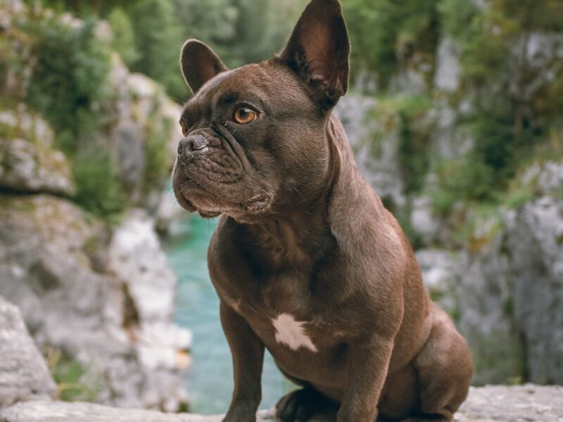 brown short coated dog sitting on gray rock during daytime