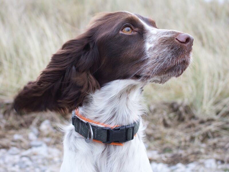 medium short-coated red and white dog on focus photo