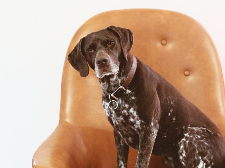 short-coated black and white dog on orange leather armchair