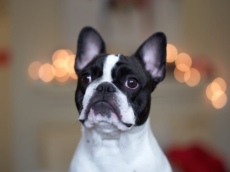 black white dog sitting