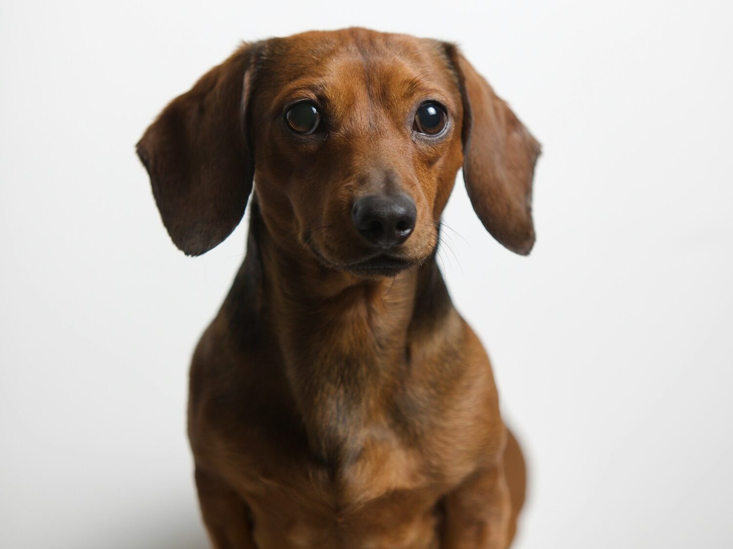 a small brown dog sitting on top of a white floor
