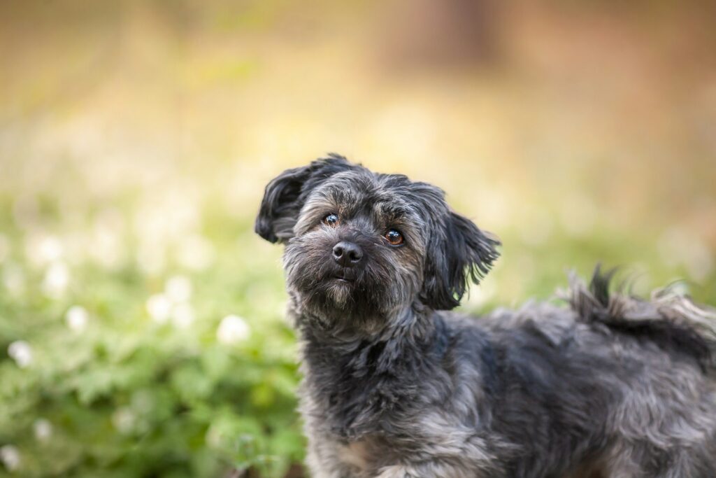 a small dog standing in a field of flowers
