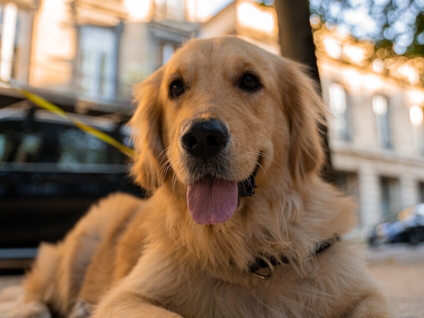golden retriever puppy sitting on ground during daytime