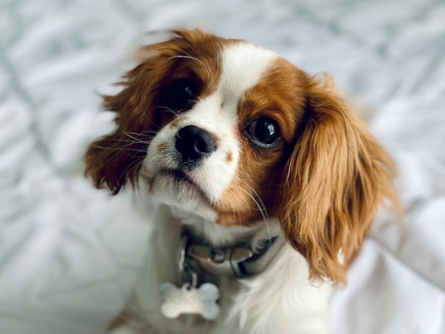 brown and white long haired small dog on white textile