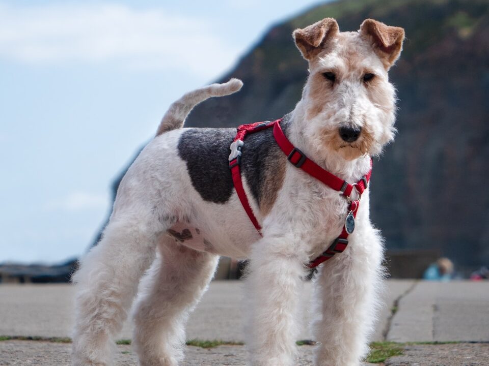 a small white dog wearing a red harness