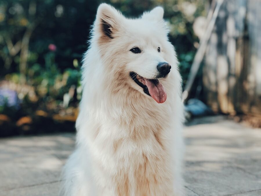 long-coated white dog