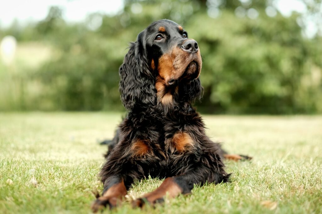 black and brown long coated dog on green grass during daytime