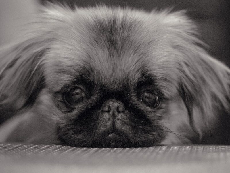 a black and white photo of a small dog