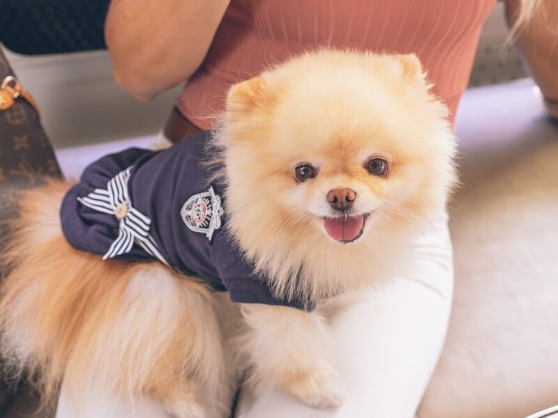 brown pomeranian puppy wearing black and white striped shirt