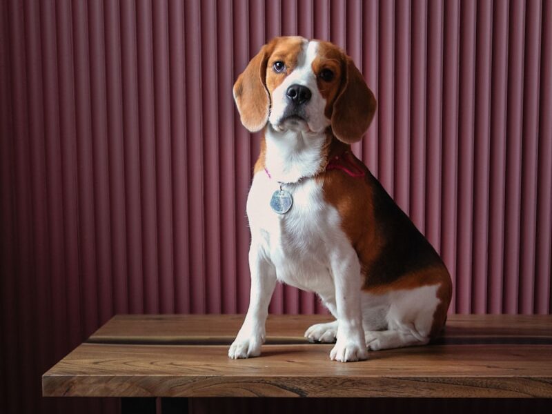 brown and white short coated dog sitting on brown wooden table