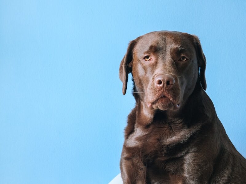 brown short coated dog sitting on gray carpet