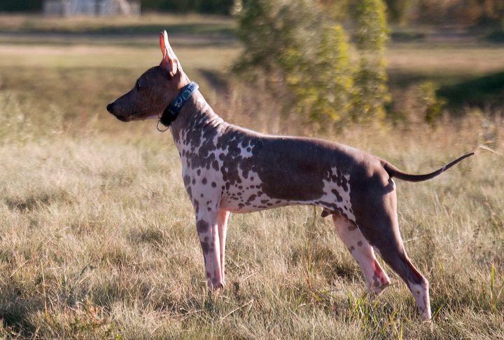 10 Ways The American Hairless Terrier Stands Out From Other Breeds