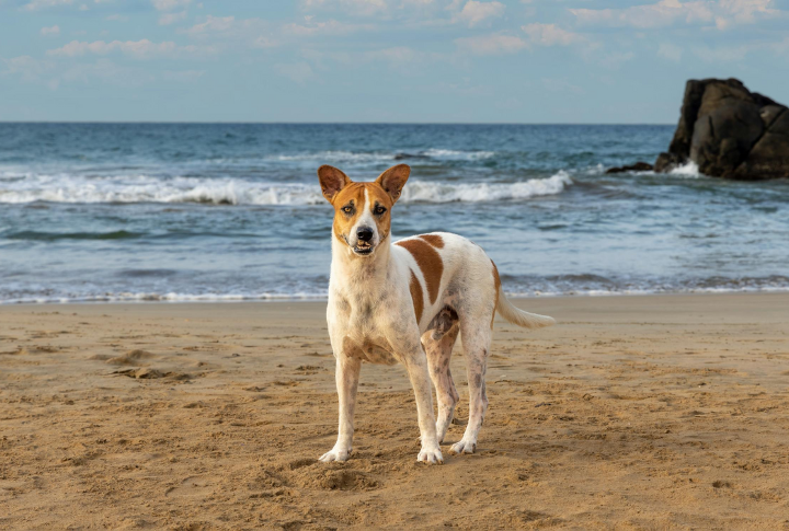 10 Amazing Things You Didn’t Know About The Telomian, A Malaysian Dog