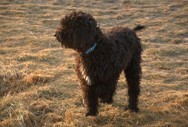 Meet The Barbet: The Rare French Breed That Came Before The Poodle