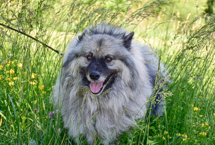 10 Fascinating Facts About The Dutch-Bred Keeshond