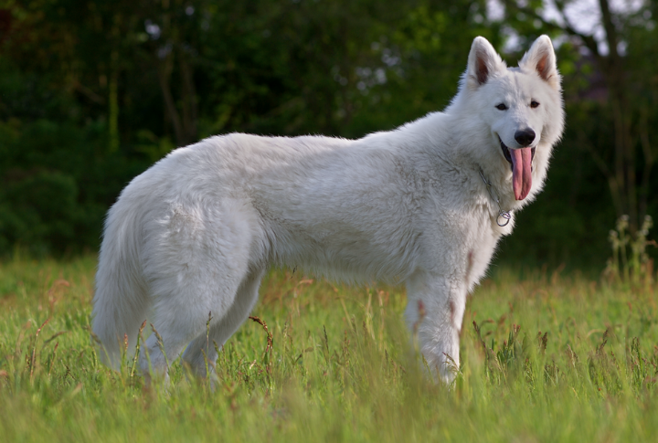 A Closer Look At The Berger Blanc Suisse: Traits, Temperament, And Care