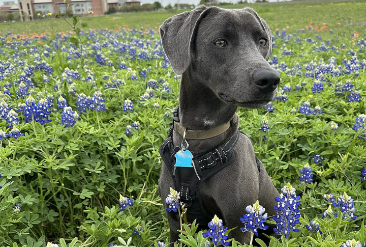 Gone But Vital: 10 Dog Breeds That Built The Frontier