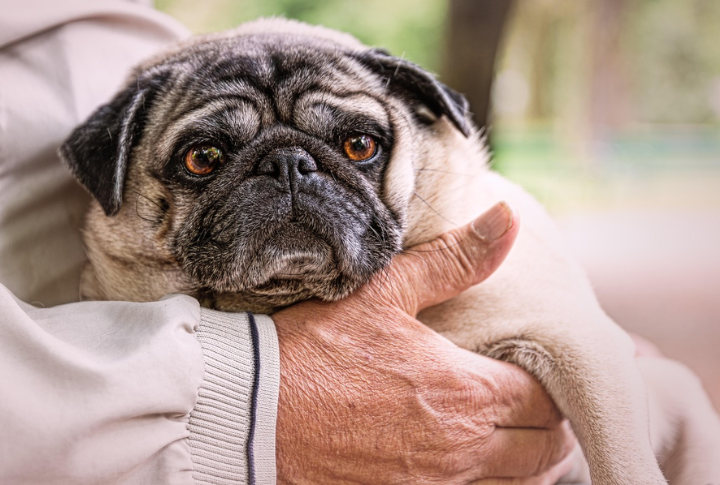 10 Medical Issues Every Pug Owner Should Watch For