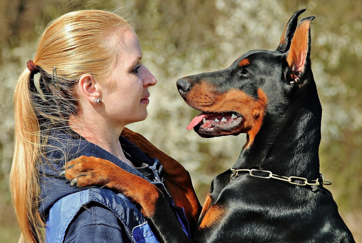 10 Things Every First-Time Doberman Owner Should Know