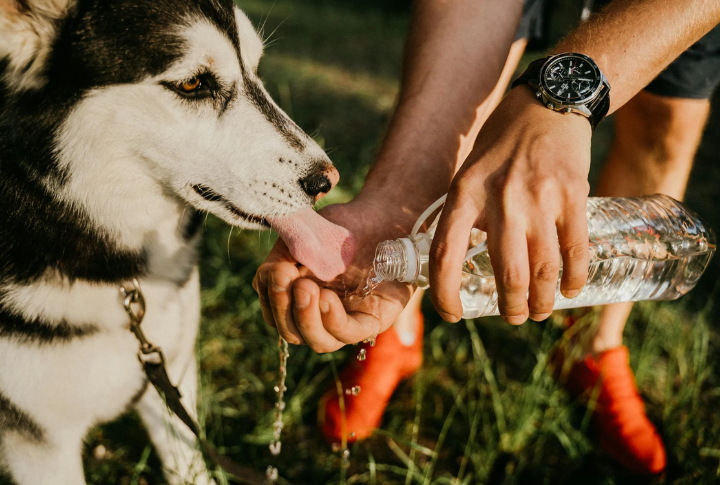 10 Vet-Approved Drinks That Keep Dogs Hydrated