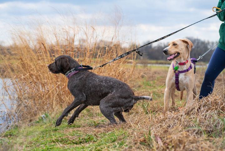 High-Energy Dogs Can Be Physically Demanding