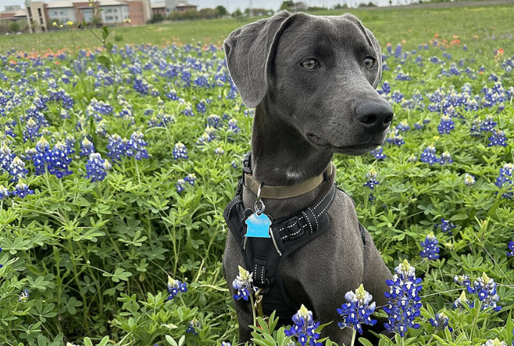10 Things Every Dog Lover Should Know About Blue Lacy