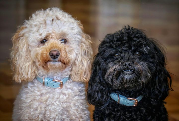 10 Dogs Who Do Best With A Buddy
