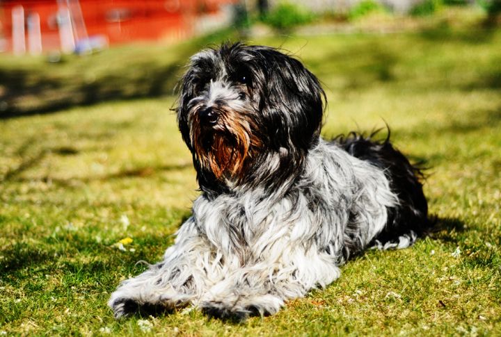 10 Things To Know About The Dutch Dog You’ve Probably Never Met