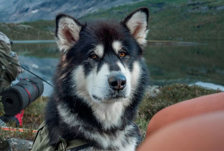 10 Husky Breeds With Deep Roots And Distinct Personalities