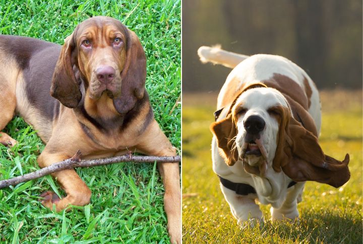 10 Distinct Traits That Make Basset Hounds And Bloodhounds Unique