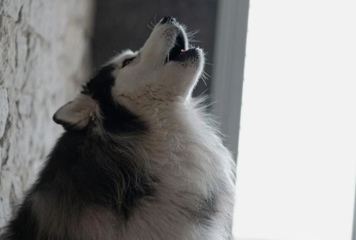 Wolf-Like Howls, Never Barks