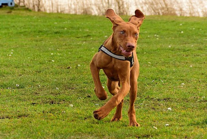 High Energy Needs Daily Runs And Play