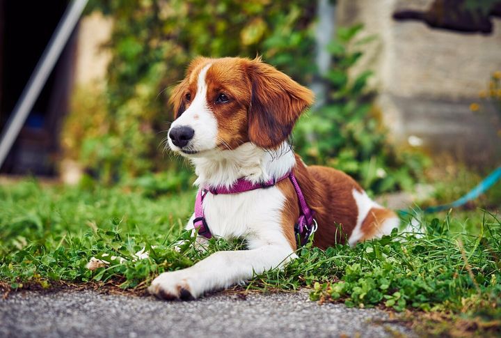 Why The Nederlandse Kooikerhondje Stands Out Among Dog Breeds