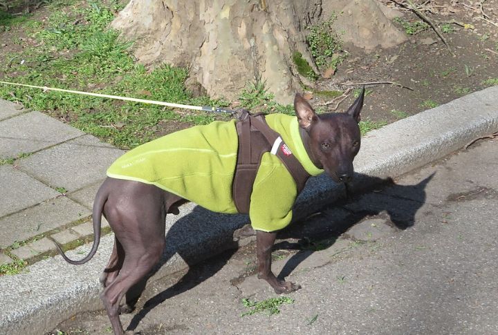It Has An Unusual Gait And Posture