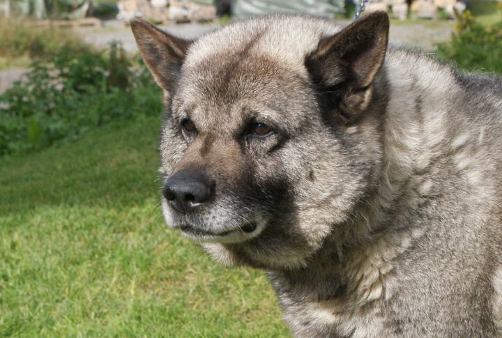 Support Ethical And Registered Breeders